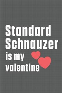 Standard Schnauzer is my valentine