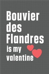 Bouvier des Flandres is my valentine