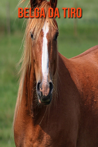 Belga da Tiro