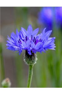 Cornflower Gardening Journal