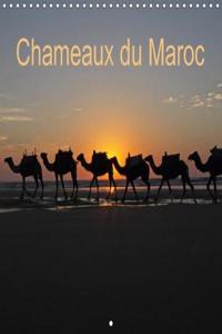 Chameaux Du Maroc 2018