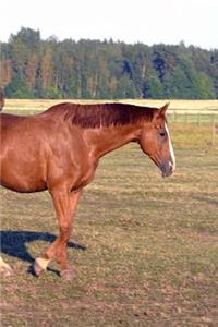 Journal Itchy Horse Equine