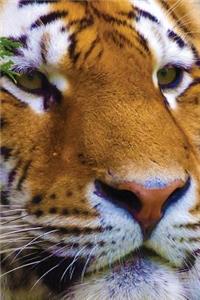 Tiger Watching Journal