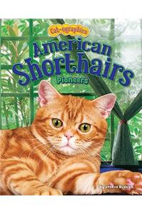 American Shorthairs