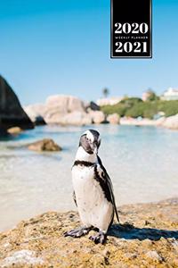 Penguin Puffin Antarctica Seabird Week Planner Weekly Organizer Calendar 2020 / 2021 - Sunny Coast