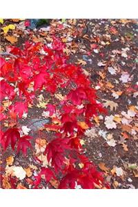 School Composition Book Fall Foliage Red Japanese Maple Leaves 130 Pages