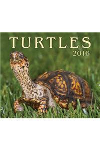 Turtles 2016 Calendar