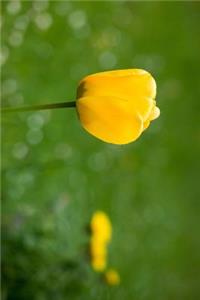 Single Yellow Tulip with Dandelions in the Background Journal