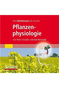Alle Grafiken Des Lehrbuchs Pflanzenphysiologie