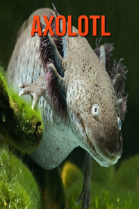 Axolotl