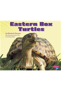 Eastern Box Turtles