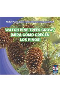 Watch Pine Trees Grow / ¡Mira Cómo Crecen Los Pinos!