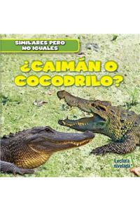 ¿Caimán O Cocodrilo? (Alligator or Crocodile?)