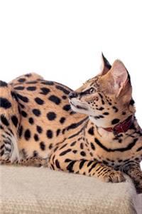 Serval Winter Notebook & Journal. Productivity Work Planner & Idea Notepad