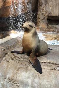 Seal on a Rock Journal