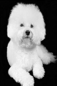 Bichon Frise