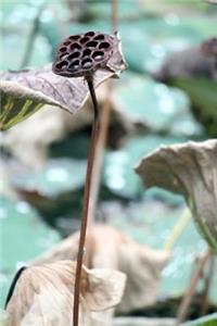 A Dried Lotus Seed Pod Water Plant Journal