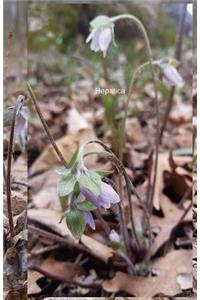 Hepatica