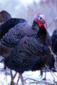 2020 Weekly Planner Winter Theme Wild Turkeys 134 Pages