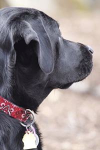 2020 Weekly Planner Beautiful Black Labrador Retriever Dog Photo 134 Pages