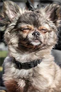 Cute Fluffy Chihuahua Journal
