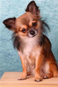 Curious Long-Haired Chihuahua Puppy Dog Journal