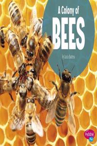 Colony of Bees