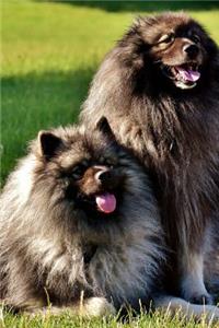 A Pair of Long Haired Keeshond Dogs Journal