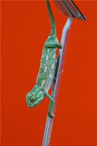 The Chameleon Journal