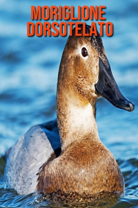 Moriglione dorsotelato