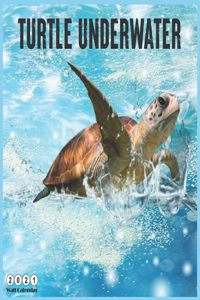 Turtle Underwater 2021 Wall Calendar