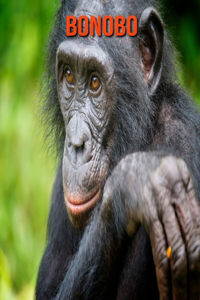 Bonobo