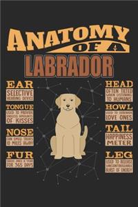 Anatomy Of A Labrador