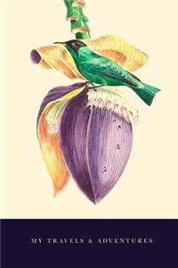 My Travels and Adventures