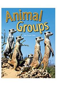Rigby Focus Forward: (Group 1, Set A) Animal Groups
