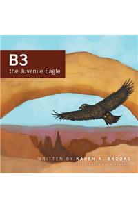 B3 the Juvenile Eagle