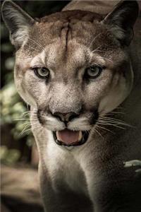 Say Hello to the Puma Journal