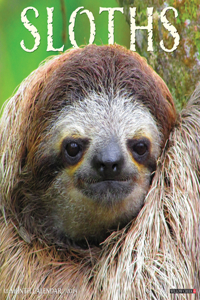 Sloths 2024 12 X 12 Wall Calendar