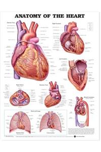 Anatomy of the Heart Anatomical Chart