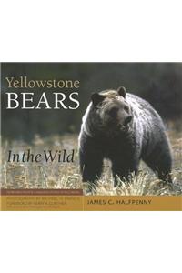 Yellowstone Bears in the Wild