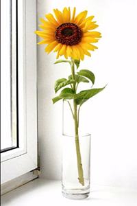 Sunflower on the Windowsill Journal