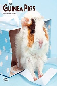 Guinea Pigs 2022 Mini