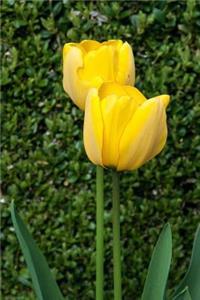 A Pair of Yellow Tulip Flowers in Front of a Boxwood Hedge Journal