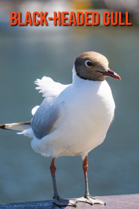 Black-Headed Gull