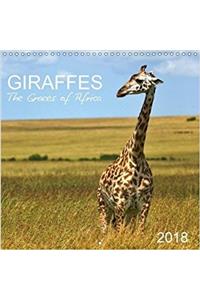 Giraffes - the Graces of Africa 2018