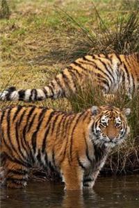 MindBlowing Cute Big Cats Journal 8