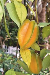 The Starfruit Journal (Star Fruit)