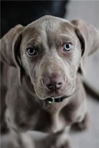 Weimaraner Puppy Dog Journal