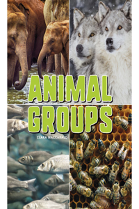 Animal Groups