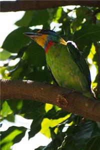 Black Browed Barbet Journal